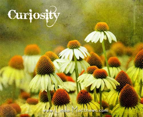 Not Quite Wordless Wednesday: Curiosity