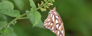 Chasing Butterflies